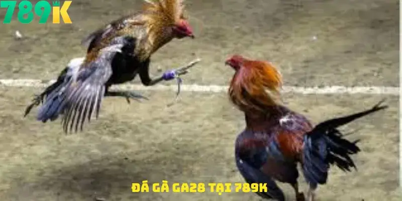 Đá gà GA28 tại 789K – Trải Nghiệm Cá Cược Trực Tuyến Kịch Tính