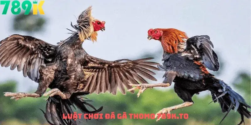 Luật chơi đá gà Thomo 789K.to